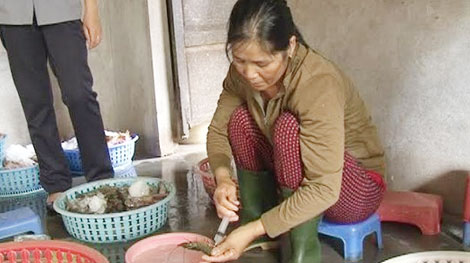 Bơm tạp chất vào tôm, bị xử phạt 40 triệu đồng