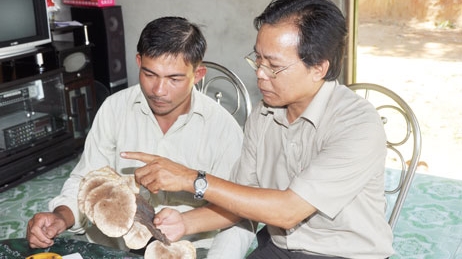 Cần có một nghiên cứu khoa học về nấm lim xanh