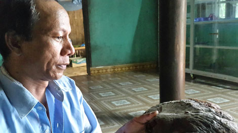 Ngược ngàn tận diệt nấm lim xanh