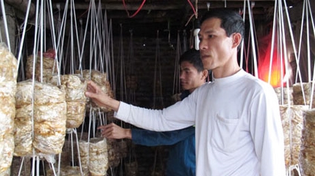 Làm lại cuộc đời từ cây nấm