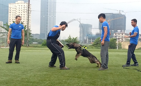 Huấn luyện chó thể thao, thú chơi mới của giới trẻ