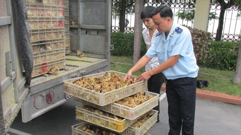 Phát hiện 16.200 gia cầm nhập lậu