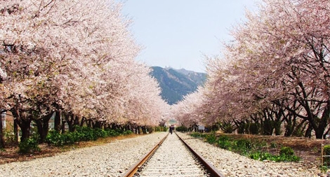 Gần 170.000 lượt khách Việt tới du lịch Hàn Quốc