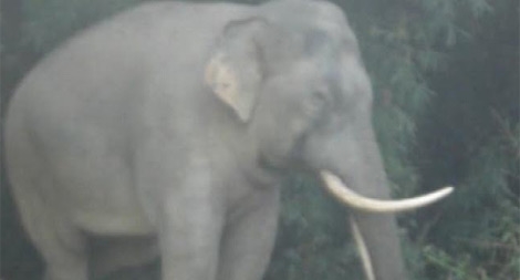 Nửa đêm voi rừng lại phá hoại nương rẫy người dân 