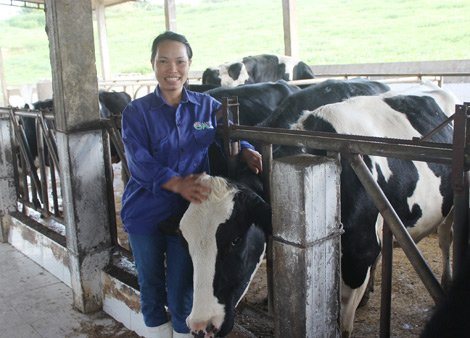 Huấn luyện bò ở làng "hoa hậu"