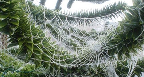 Những kiểu đón Giáng sinh kỳ quặc nhất hành tinh 