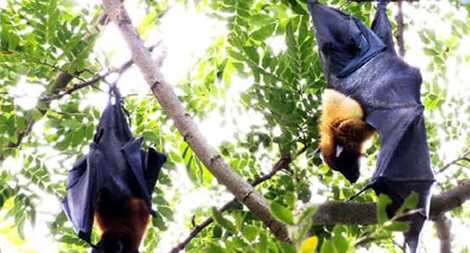 Thực hư thông tin nguyên Giám đốc sở Nội vụ tử vong do ăn tiết canh dơi 