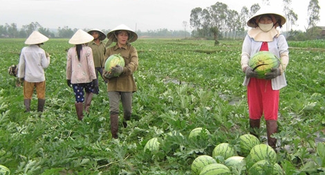 Xuất khẩu dưa hấu gặp nhiều khó khăn 