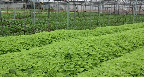 Xử phạt công ty “biến” rau không rõ nguồn gốc thành rau an toàn 