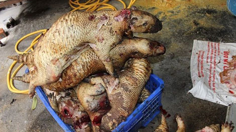 Xử lý nghiêm chủ “ lò mổ” động vật hoang dã