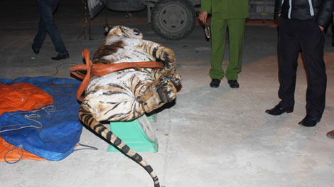 Chở hổ 120kg đi bán, tài xế bị khởi tố