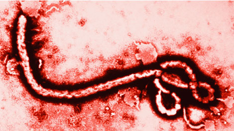 6 nước đã qua 6 tuần không có người mắc mới Ebola