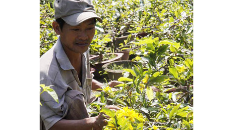 Nhà vườn “sốt vó” vì mai vàng nở sớm