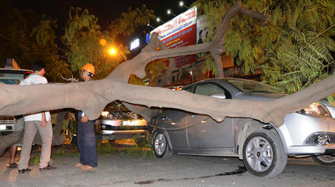 Trời không mưa, cây xanh vẫn bật gốc đè 2 xe ô tô
