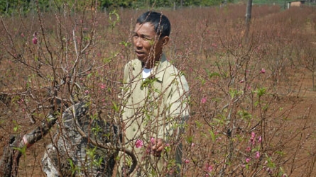 Phập phù ngóng mùa hoa Tết