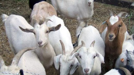 Tết Mùi ăn... thịt dê