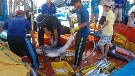 Cá nặng đầy khoang từ Hoàng Sa, Trường Sa