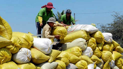 Đồng ý chủ trương thu mua tạm trữ lúa, gạo vụ Đông Xuân 2014-2015