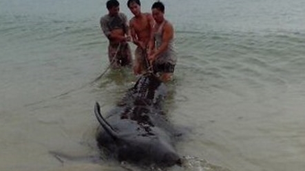 Cá voi mắc lưới ngư dân