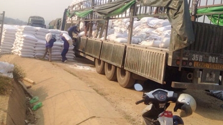 Thương lái thu mua lá mãng cầu xiêm đã bỏ đi