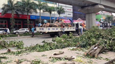 Bí thư Thành ủy Hà Nội: Không phải cứ xà cừ là chặt bỏ
