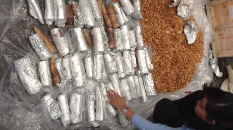 Khó xử lý với ngà voi buôn lậu bị bắt giữ