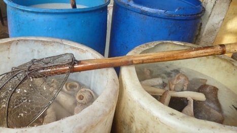 Một cơ sở tái phạm với trên 500 kg bì heo bẩn