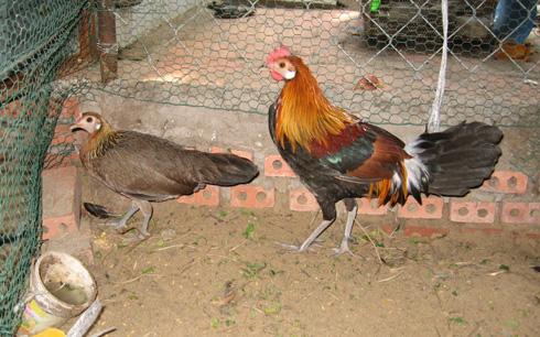 Nghiêm túc xử lý vụ hỗ trợ gà không đúng đối tượng