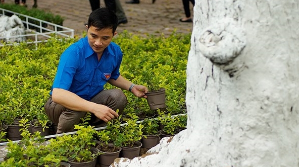 Hà Nội nhân rộng tuyến đường hoa thanh niên