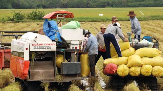 Đã thu mua được 882.476 tấn gạo tạm trữ
