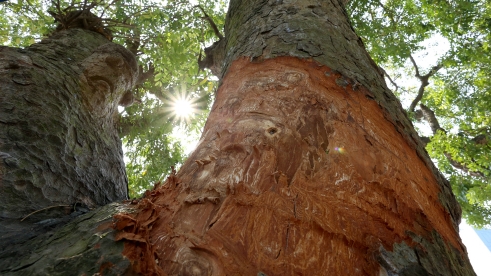  Đề nghị Công an điều tra việc  lột vỏ 35 cây xà cừ