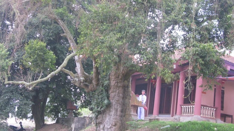 Công nhận trên 970 cây di sản Việt Nam