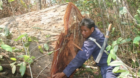 Điều tra vụ phá rừng ở Chư Păh  