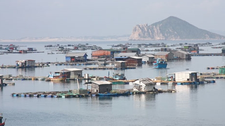 Tái diễn tình trạng nuôi tôm cá trái phép ở vịnh Vũng Rô