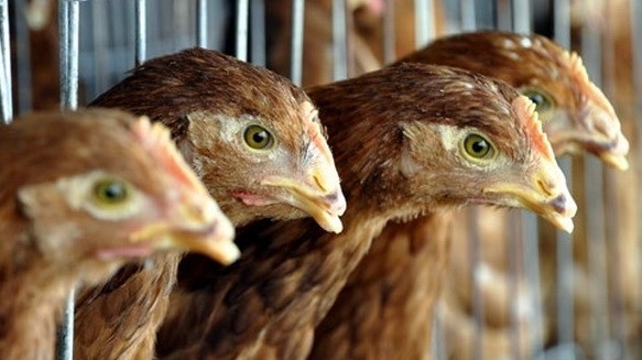 Cảnh giác trước dịch cúm nguy hiểm H5N2