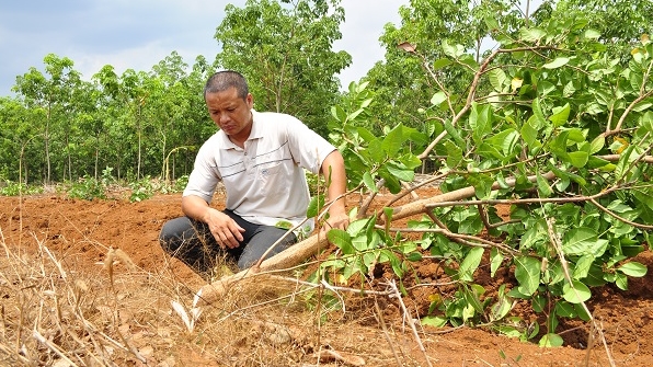 Truy tìm kẻ gian chặt gần 500 gốc điều