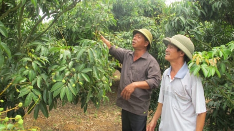 Nông dân ‘ngóng’ được xuất khẩu vải thiều sang Mỹ