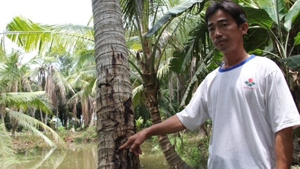 Cần khẩn trương làm rõ nghi án 'đầu độc' hàng trăm cây dừa
