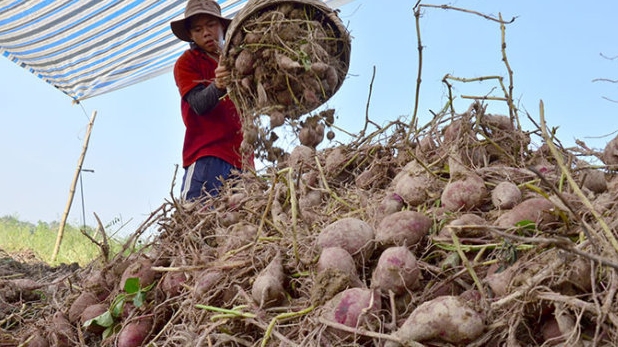 Cảnh báo nông sản, thực phẩm Việt Nam vi phạm khi xuất khẩu vào Ả-rập Xê-út