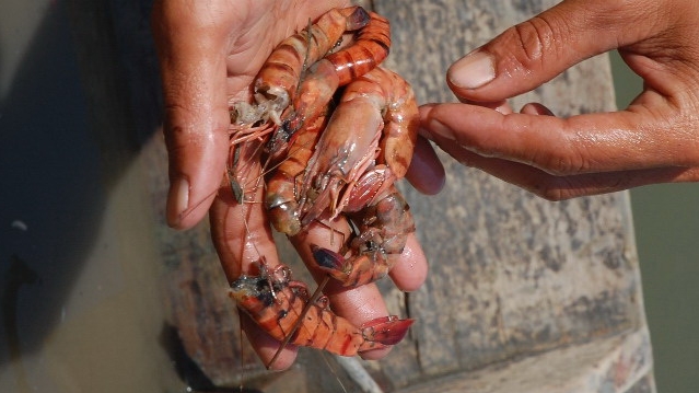 Hỗ trợ 2 tỉnh phòng, chống dịch bệnh thủy sản