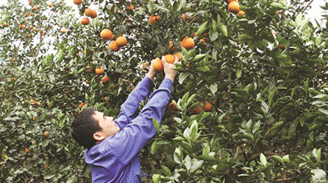 Lập biên bản một chủ vựa thu mua cam non