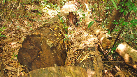 Tan hoang rừng phòng hộ quốc gia Nam Cát Tiên