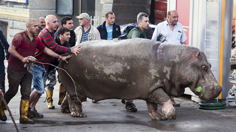 Gruzia: Lũ lụt gây chết người, thú hoang xuống phố