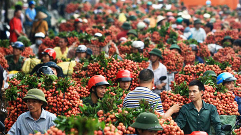Đảm bảo an ninh, trật tự trong mùa thu hoạch vải thiều