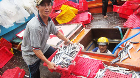 Trúng đậm lộc biển từ Hoàng Sa