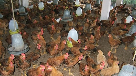 Bỏ phí, lệ phí nông nghiệp:  Trên bảo dưới không nghe