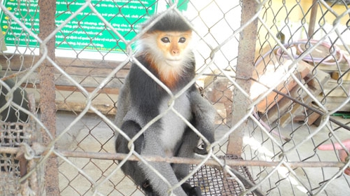 Cứu con voọc quí hiếm bị thương rồi giao nộp