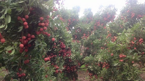 Quyết liệt để 'kéo' nông nghiệp tăng trưởng trở lại