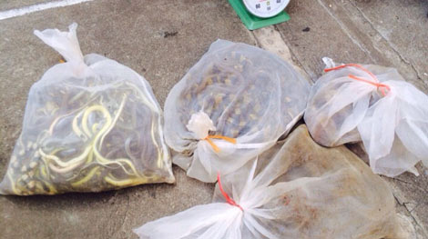 Gần 4 yến rắn, rùa ‘ém’ trên xe taxi