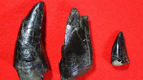 Tìm thấy hóa thạch khủng long bạo chúa 81 triệu năm trước